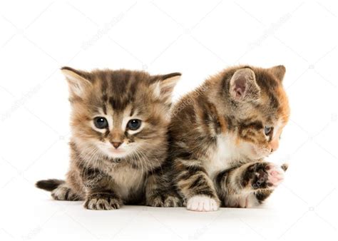 Two Cute Kittens Stock Photo By ©eeitony 60914683