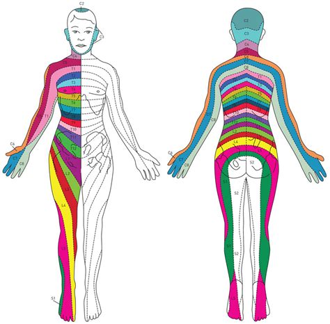 Spine Anatomy 101 The Human Spine Bonati Spine Institute
