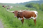 Texas Longhorn - Livestockpedia
