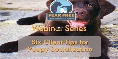 Listen to fear free pets with forty episodes, free! Webinars | Fear Free Pets