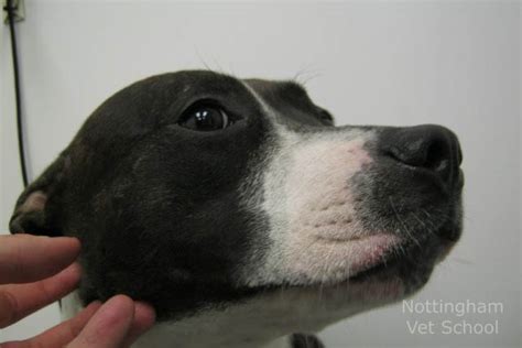 Adorable Dermatitis Bulldog Eczema Pictures L2sanpiero