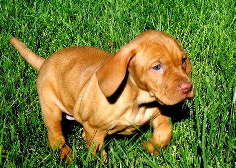We must admit that this breed can be difficult to. OUTDOORSMAN Kennels | Hungarian Vizsla Breeders | Vizsla ...