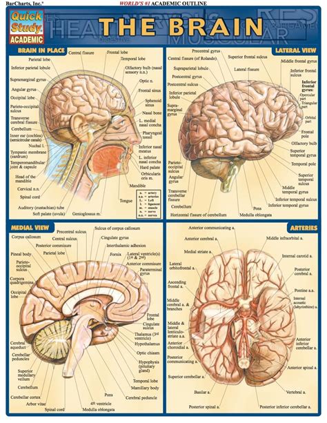 Brain Anatomy Poster Laminated Anatomical Chart Of Th Vrogue Co