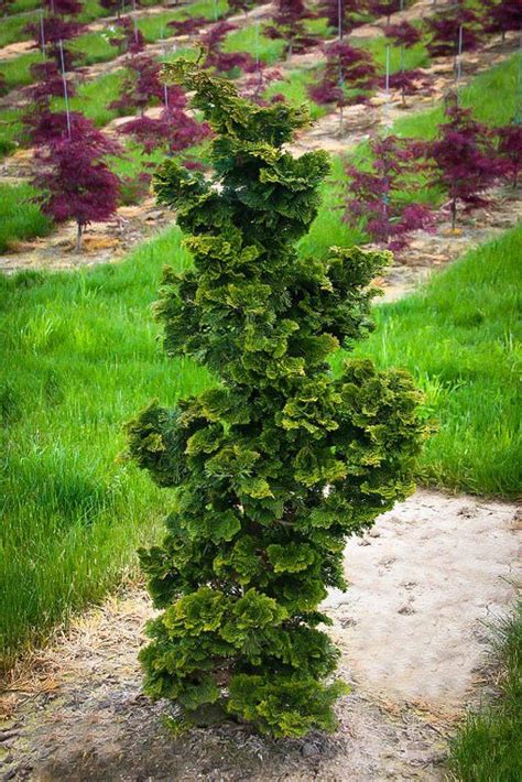 Slender Hinoki Cypress 3 Gallon Conifers Garden Plants Hinoki Cypress