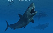 11 Facts About Megalodon, the Giant Prehistoric Shark