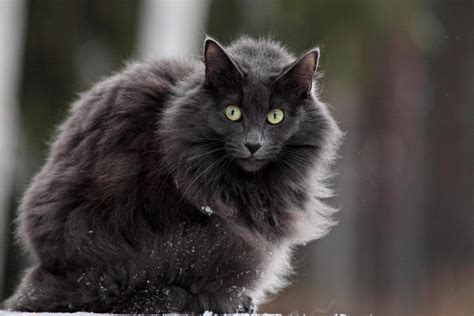 Norwegian Forest Cat Breed Profile Cat World