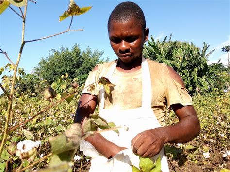 4000 Kwale Farmers Shift To Cotton Farming