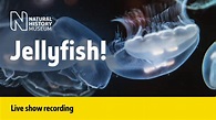 Jellyfish | Live Talk with NHM Scientist - YouTube