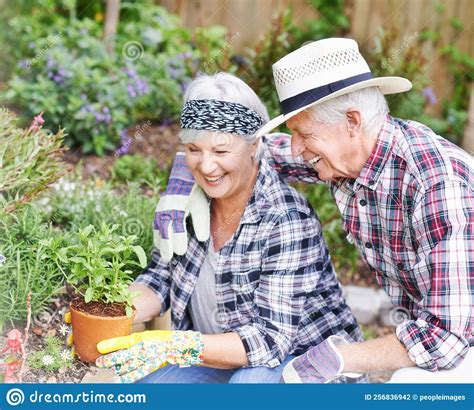 Gardening Together A Happy Senior Couple Busy Gardening In Their Back