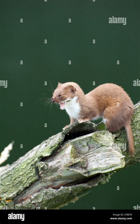 Weasel Uk Hi Res Stock Photography And Images Alamy