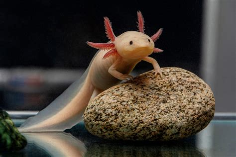 Five Axolotl Fun Facts About A Fascinating Aquatic Pet Azpetvet