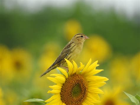 Grassland Bird Conservation Delaware Otsego Audubon Society