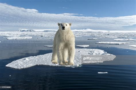 Polar Bear Foto de stock - Getty Images