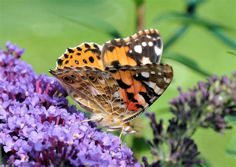 Check spelling or type a new query. Schmetterling im heimischen Garten - 28.09.2008 - Tier ...