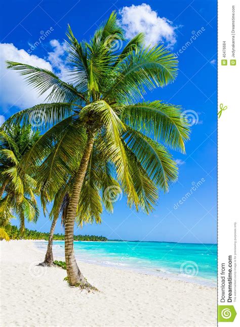Tropical Sandy Beach With Palm Tree Stock Photo Image Of