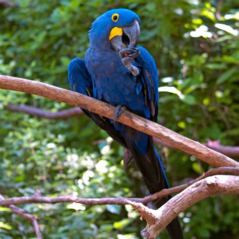 Hyacinth Macaw Tulsa Zoo