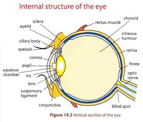 Diagram Of The Human Eye