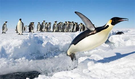 Satellites Reveal There Are 20 More Emperor Penguin Colonies In