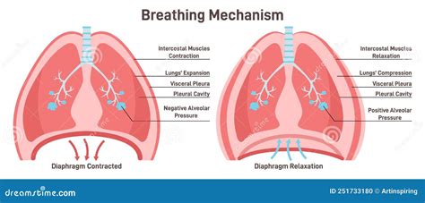 Breathing Mechanism Anatomical Mechanism Of The Healthy Human Lungs