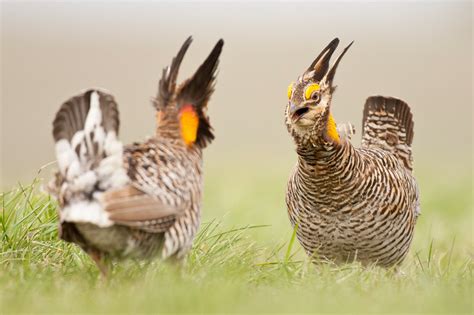 The Existential Necessity Of Prairie Chickens Mating Rites The Washington Post
