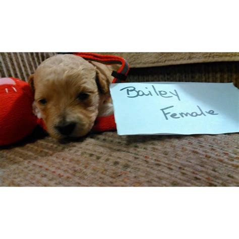 Lancaster puppies has the perfect goldendoodle for you from reputable breeders in pa and ohio. Mini Goldendoodles available for purchase in Asheville ...