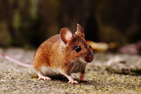Rodents Act Pest Control Canberra Pest Control Expert Rodent