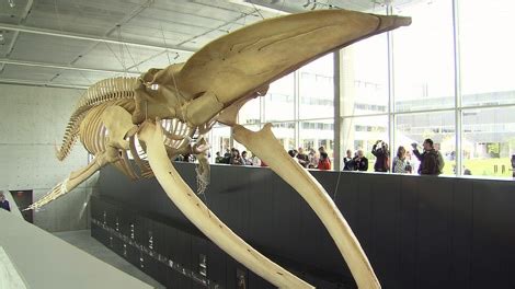 And this is how blue whale has become trapped within a tautological circle of specialization: Canada's biggest blue whale skeleton unveiled in B.C ...