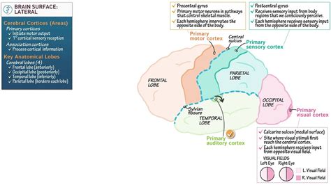 Neuroanatomy Brain Surface Anatomy Youtube