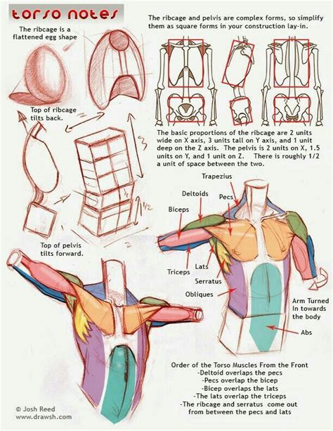 Pin By Darck On Dibujo Human Anatomy Drawing Anatomy Tutorial