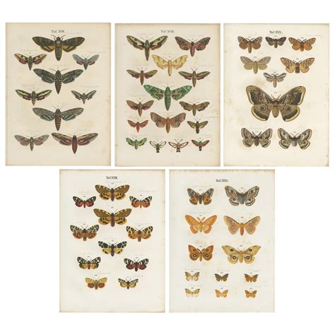 Set Of 7 Antique Prints Of Various Butterflies And Moths By Ramann