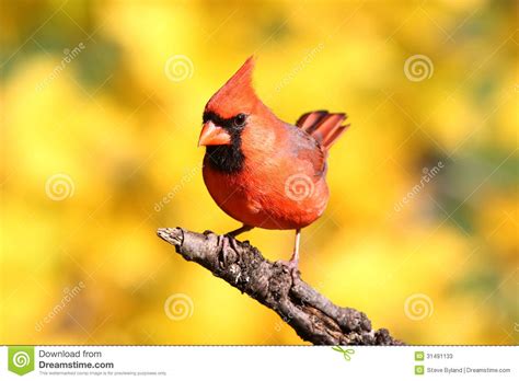 Male Cardinal On A Log Stock Image Image Of Cardinal 31491133