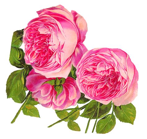 antique images digital botanical artwork pink rose clip art flower illustration download