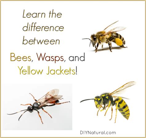 Bees Vs Yellow Jackets Differences Of Bees Wasps Yellow Jackets