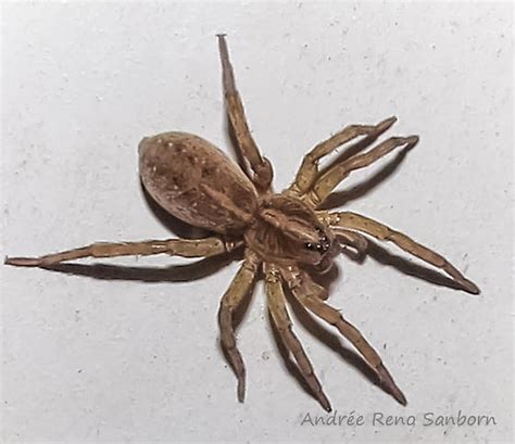 Big Brown Spider Trochosa Bugguidenet
