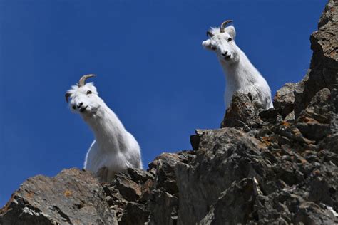 From tiny critters to big bears, here’s how to see Alaska’s wildlife safely