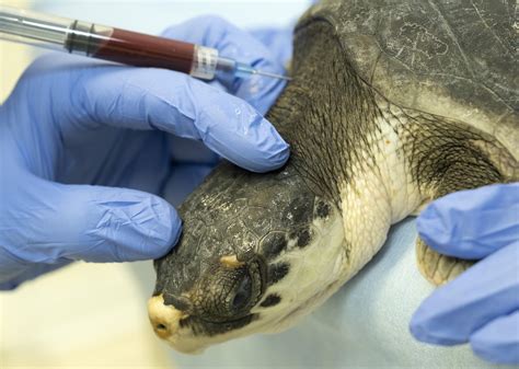 20 Endangered Sea Turtles Flown To Florida To Avoid Freezing AP News