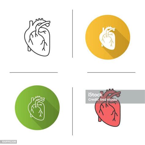인간의 심장 해부학 아이콘 건강한 생활방식에 대한 스톡 벡터 아트 및 기타 이미지 건강한 생활방식 과학 관다발 Istock
