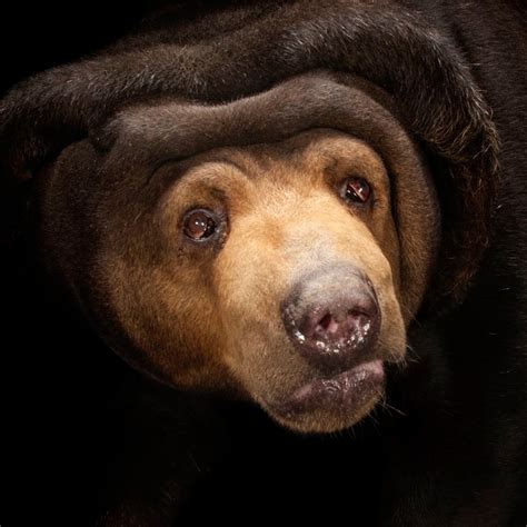 Sun Bear National Geographic