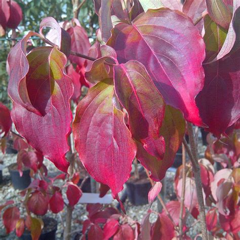 White clusters of flowers in spring + fall foliage. Cornus kousa White Fountain | White Flowering Chinese ...