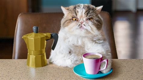 Catfinatedevil Cat Drinking New Funny Videos Funny Cat