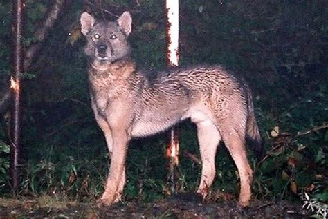 In Search Of Japans Extinct Wolves Sightings Of A Mysterious Canine