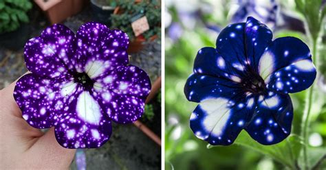 Would love to have one These "Galaxy" Flowers Grow Entire Universes On Their ...
