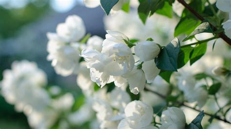 Wallpaper White Jasmine Flowers Close Up Petals Spring 2880x1800 Hd