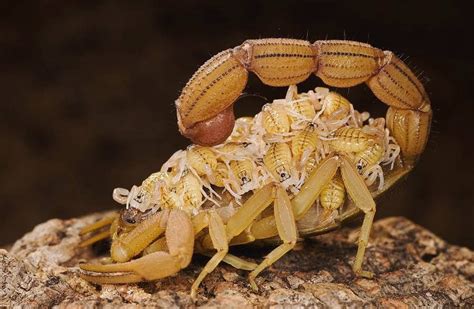 Scorpion Buthidae Mother Carrying Her Young On Her Back Europe Animais