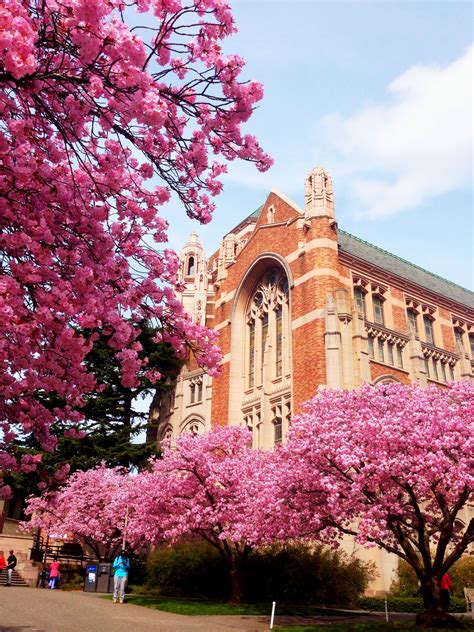 University Of Washington And Cherry Blossoms Always Gorgeous We Are