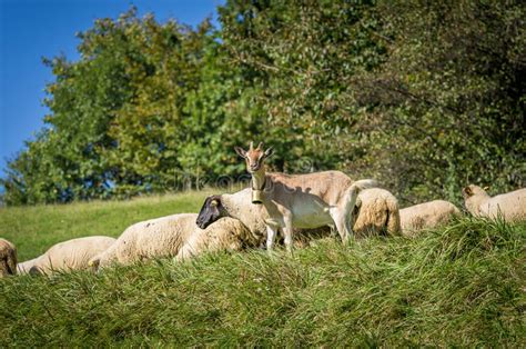 Flock Of Sheep Grazing On Green Pasture Stock Photo Image Of Outdoor