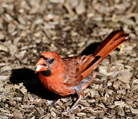 Male Northern Cardinal 2 Stock Photo Image Of Chicago 157672818