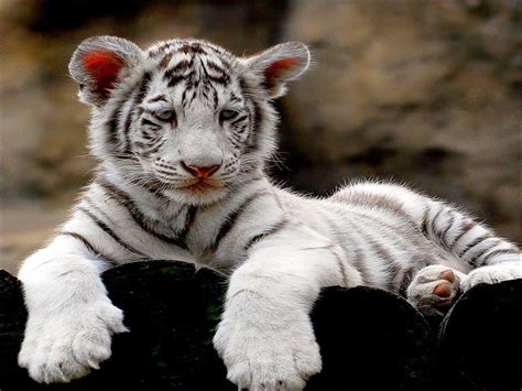 Cute White Tiger Cubs Wallpapers