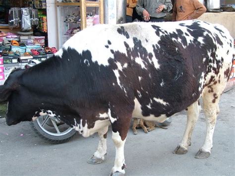 Fattest Cow Ever In Chamba Town Photo