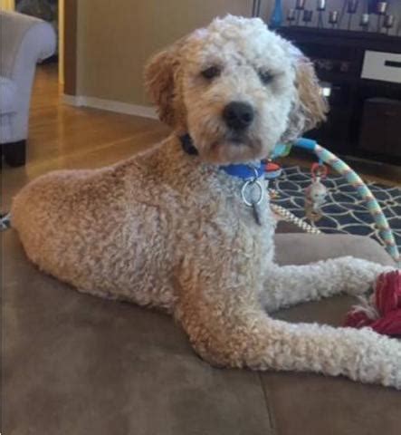 Collection by angel view doodles llc. F2B Male Mini Goldendoodle for Sale in Milwaukee ...